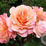 Rosa (H) Augusta Luise AA. kwaliteit wortelgoed