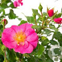 Rosa (M) Bienenweide Rosa AA. kwaliteit wortelgoed
