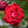 Rosa (T) 'Dame de Coeur' A kwaliteit wortelgoed 90-100 cm stam