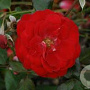 Rosa (F) Mariandel AA. kwaliteit wortelgoed