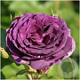 Rosa (F) Minerva A kwaliteit wortelgoed 90-100 cm stam