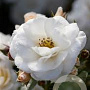 Rosa (F) Sirius AA. kwaliteit wortelgoed