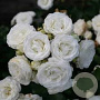 Rosa (P) 'White Morsdag' AA. kwaliteit wortelgoed