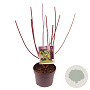 Cornus alba 'Gouchaultii' 40-50 cm 3,0L