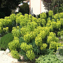 Euphorbia characias wulfenii GM c20