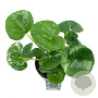 Farfugium japonicum giganteum GM 2,0L