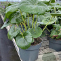 Farfugium japonicum giganteum GM C5