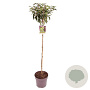 Prunus l. 'Angustifolia' 100 cm stam 13L