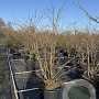 Prunus 'The Bride' 175-200 cm 50L