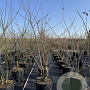 Prunus yedoensis 200-250 cm 50L meerstammig