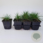Festuca glauca 'Elijah Blue' GM P9