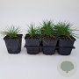 Festuca glauca 'Elijah Blue' GM P9