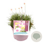 Armeria mar. 'Abbey Deep Rose' GM 2,0L