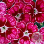 Dianthus Flutterburst GM C5