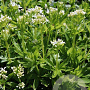 Galium odoratum GM P9