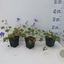 Geranium 'Azure Rush' GM P9