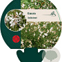 Gaura lindheimeri GM P9