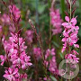 Gaura l. Geyser Pink GM P9