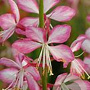 Gaura l. Rosy Jane GM P9