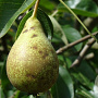 Pyrus communis 'Legipont' 100 cm stam cont. 60L lei 150x120 4 etages