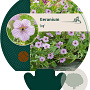 Geranium 'Joy' GM P9