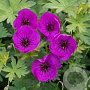 Geranium 'Little David' GM P9