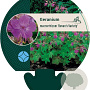 Geranium macr. 'Bevan's Variety' GM P9