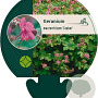 Geranium macr. 'Czakor' GM P9