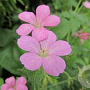 Geranium macul. 'Kath Dryden' GM P9