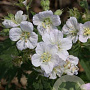 Geranium 'Mary Mottram' GM P9