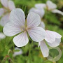Geranium n. 'Wreighb. House White' GM P9