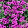 Geranium 'Patricia' GM P9
