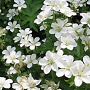 Geranium ph. 'Album' GM P9