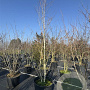 Betula utilis 'Doorenbos' 350-375 cm cont. 110L