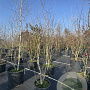 Betula utilis 'Doorenbos' 200-250 cm 50L