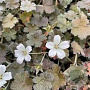 Geranium 'Rothbury Red' GM P9