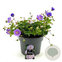 Geranium Rozanne GM C5