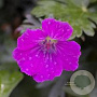 Geranium sang. 'John Elsley' GM P9