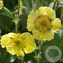 Geum 'Lisanne' GM P9