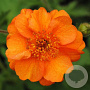 Geum 'Prinses Juliana' GM P9