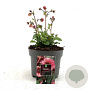 Geum Tempo Rose GM 2,0L