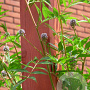Glycyrrhiza yunnanensis GM P9