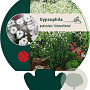 Gypsophila pan. 'Schneeflocke' GM P9