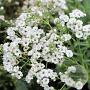 Gypsophila pan. 'Schneeflocke' GM P9