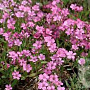 Gysophila repens 'Filou Rose' GM P9