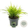 Hakonechloa macra GM C5