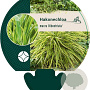 Hakonechloa macra 'Albostriata' GM P9