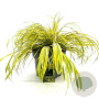 Hakonechloa macra 'Aureola' GM C5