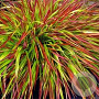 Hakonechloa macra Mulled Wine GM P9