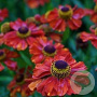 Helenium 'Baudirektor Linne' GM P9
